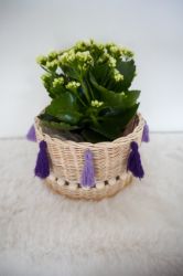 Bild von Blumenkorb aus Peddigrohr - ENE24