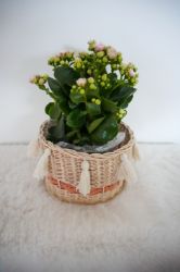 Bild von Blumenkorb aus Peddigrohr - ENE24